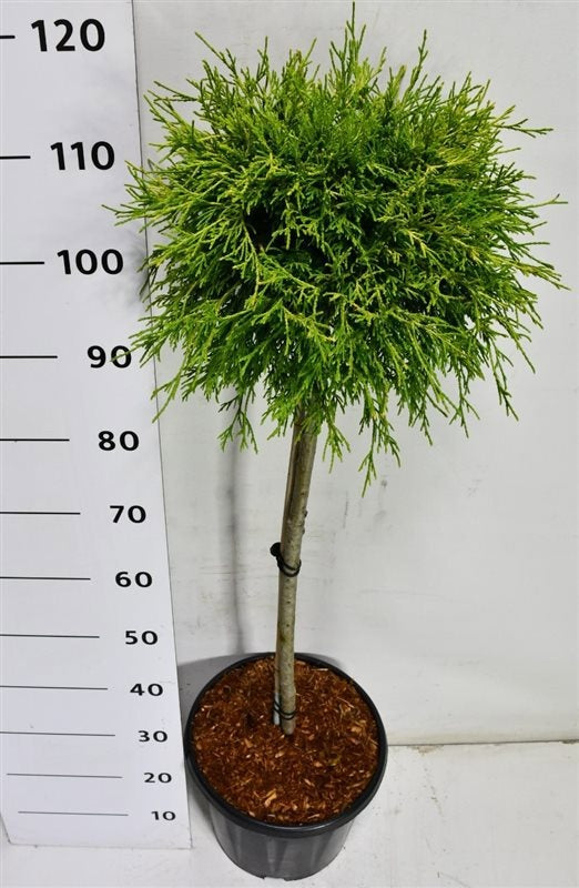Chamaecyparis Sungold 120cm 32cm Pot