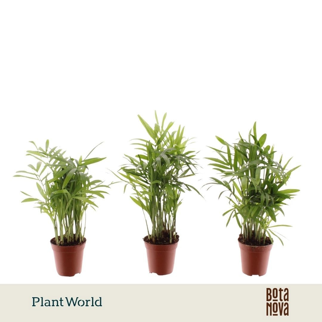 Plantworld Jogrow Chamaedorea Tiny Lizzy Pack of 20
