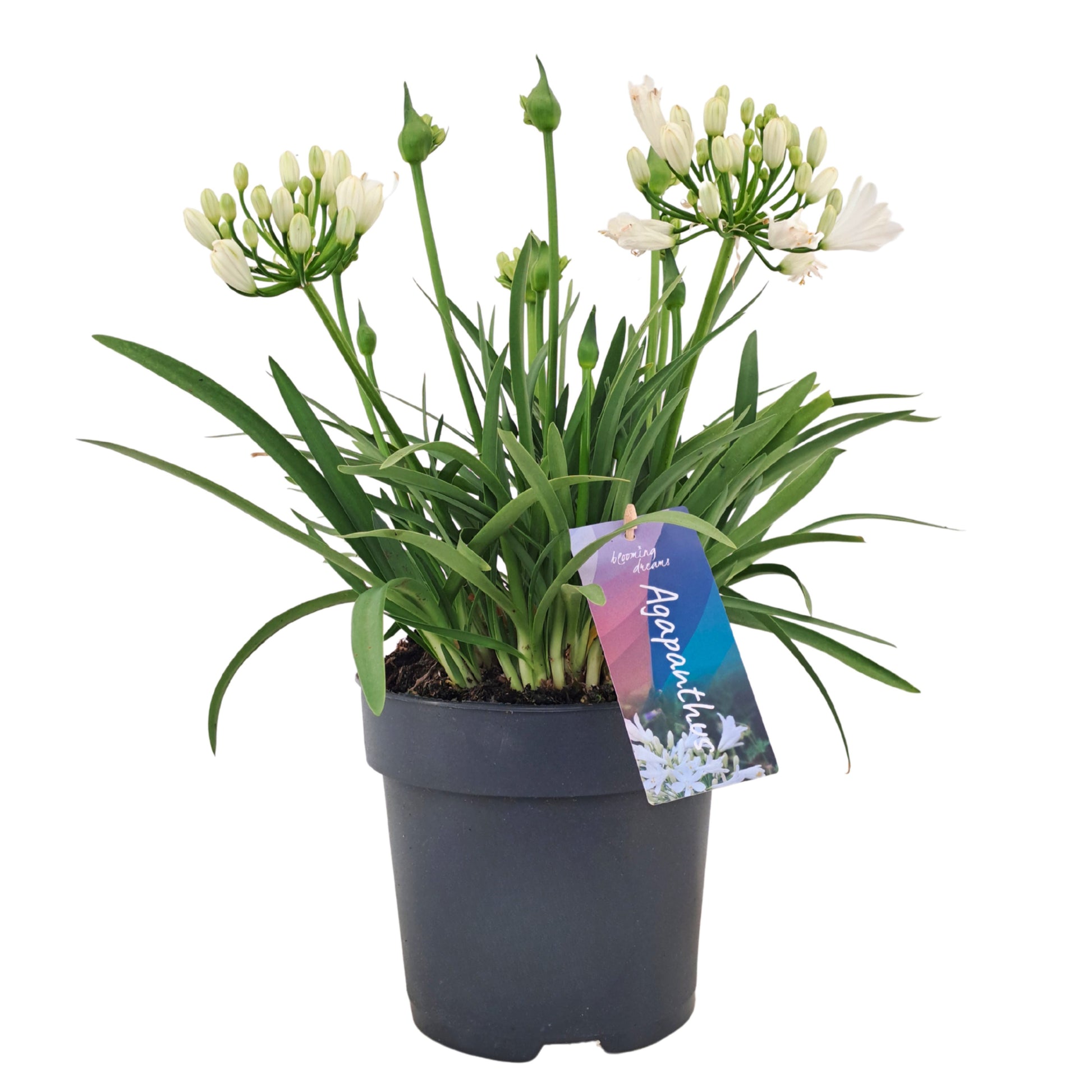 Agapanthus africanus 40cm 17cm Pot