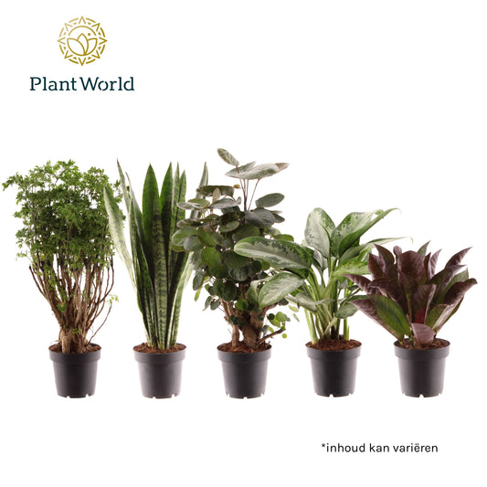 Houseplants Bali mix 30cm 12cm Pot