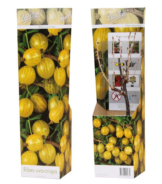 Fruit/Shrub Climber mix 25cm 9cm Pot