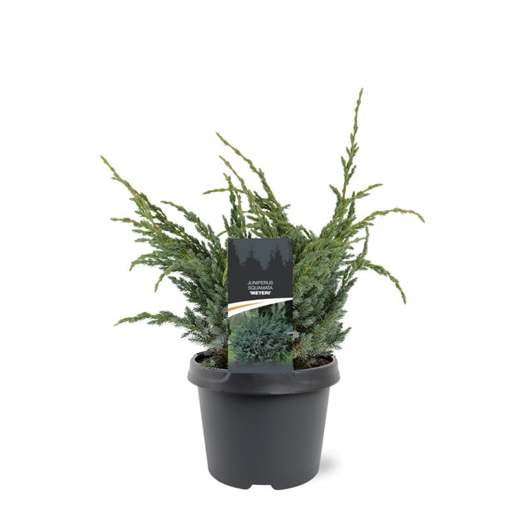 Juniperus Meyeri 40cm 19cm Pot