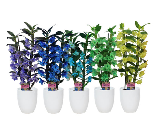 Dendrobium colour mix (+ drp.Hugo) 50cm 12cm Pot