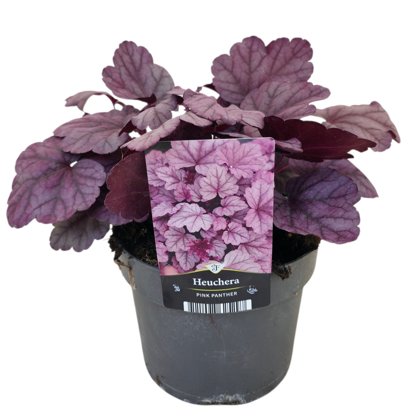 Heuchera Pink Panther 35cm 17cm Pot