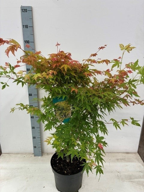 Acer Sangokaku 80cm 26cm Pot