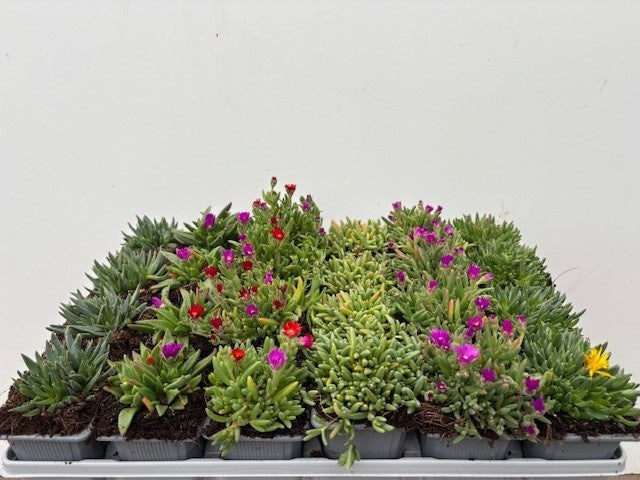 Delosperma cooperi 10cm 7cm Pot