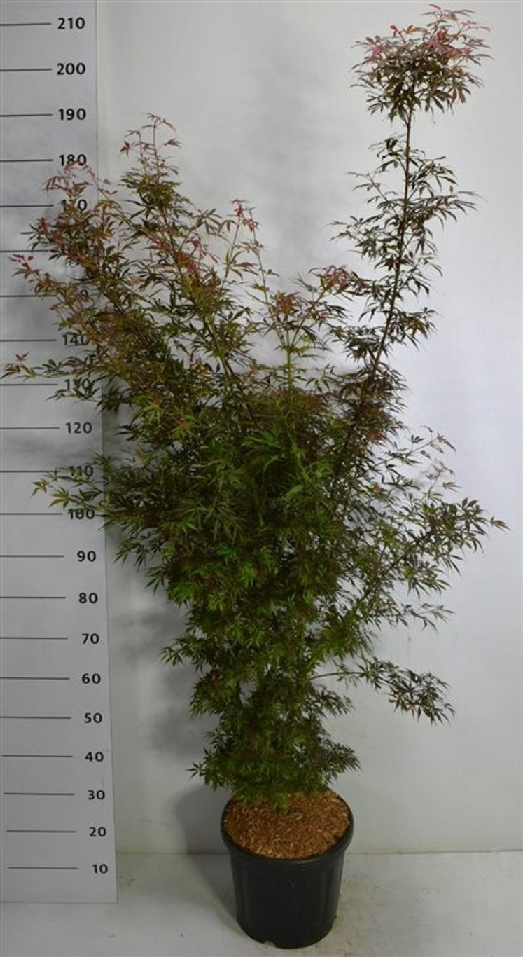 Acer Jerre Schwartz 200cm 40cm Pot