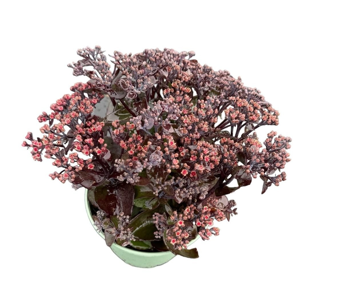 Woudenberg, VOF Gebr. van Sedum Night Embers Pack of 1
