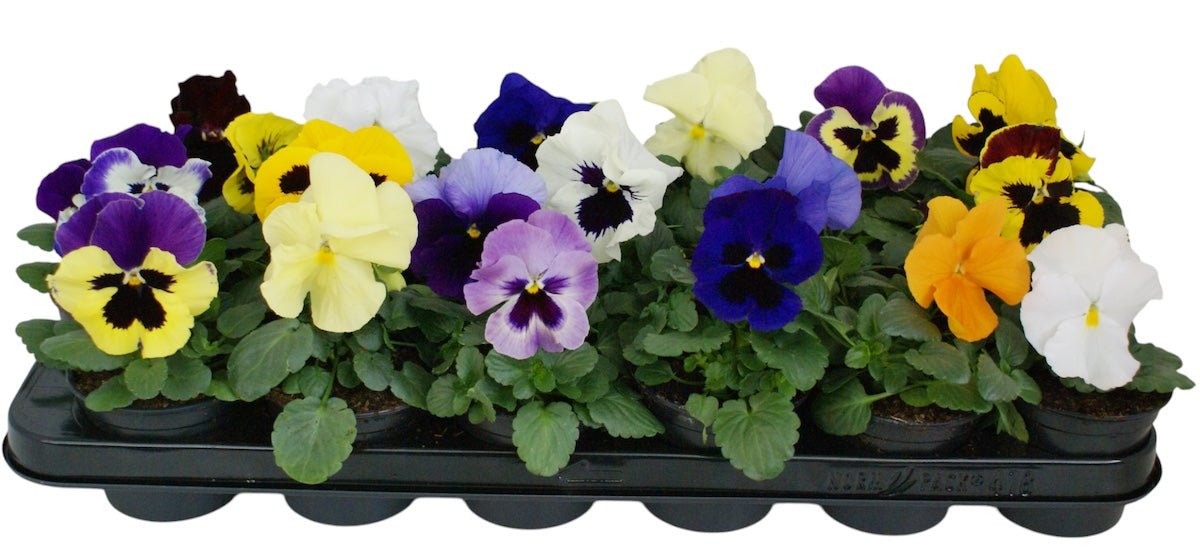 Zuidbaak Honselersdijk Viola F1 hybrid mix Pack of 18
