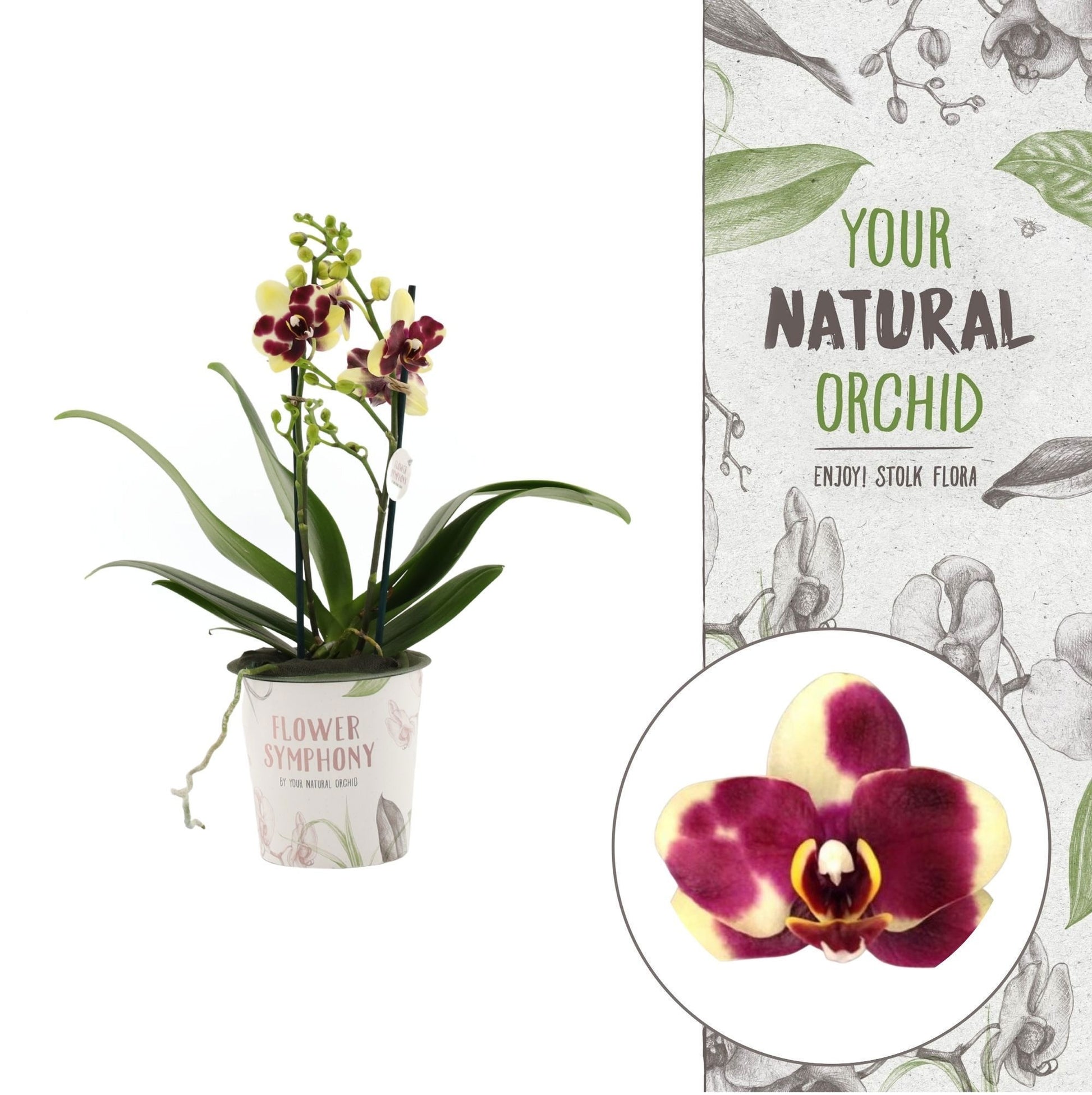 Phalaenopsis mf. Catania 30cm 12cm Pot