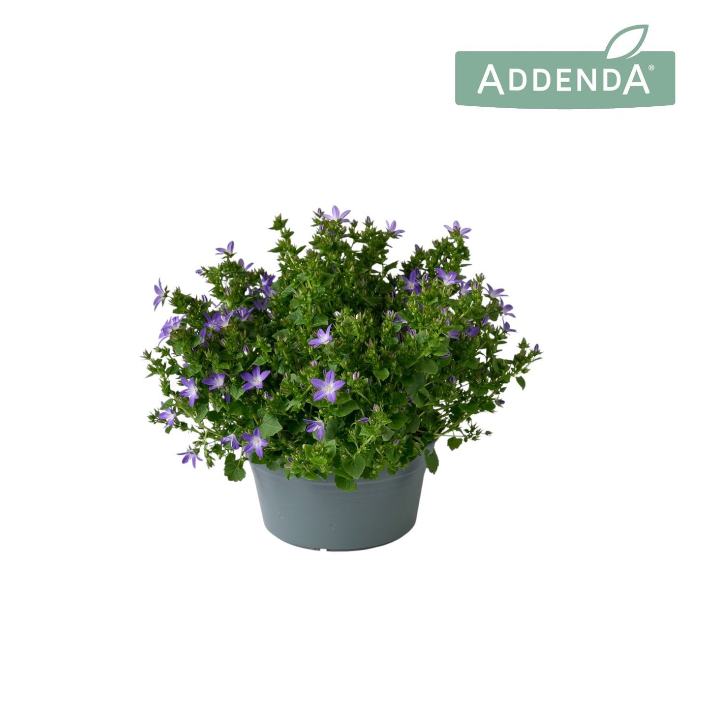 Campanula Adansa purple 35cm 20cm Pot