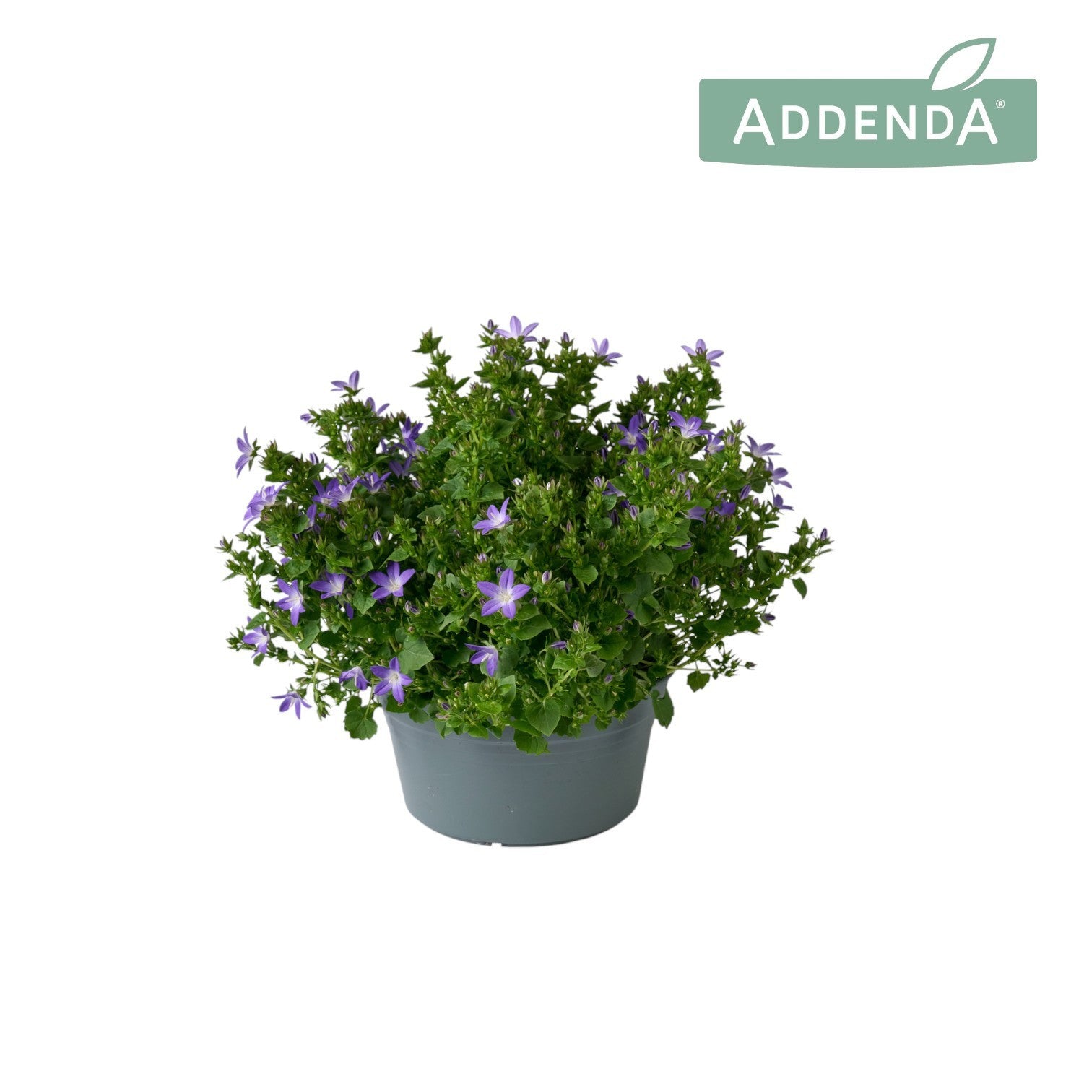Campanula Adansa purple 35cm 20cm Pot