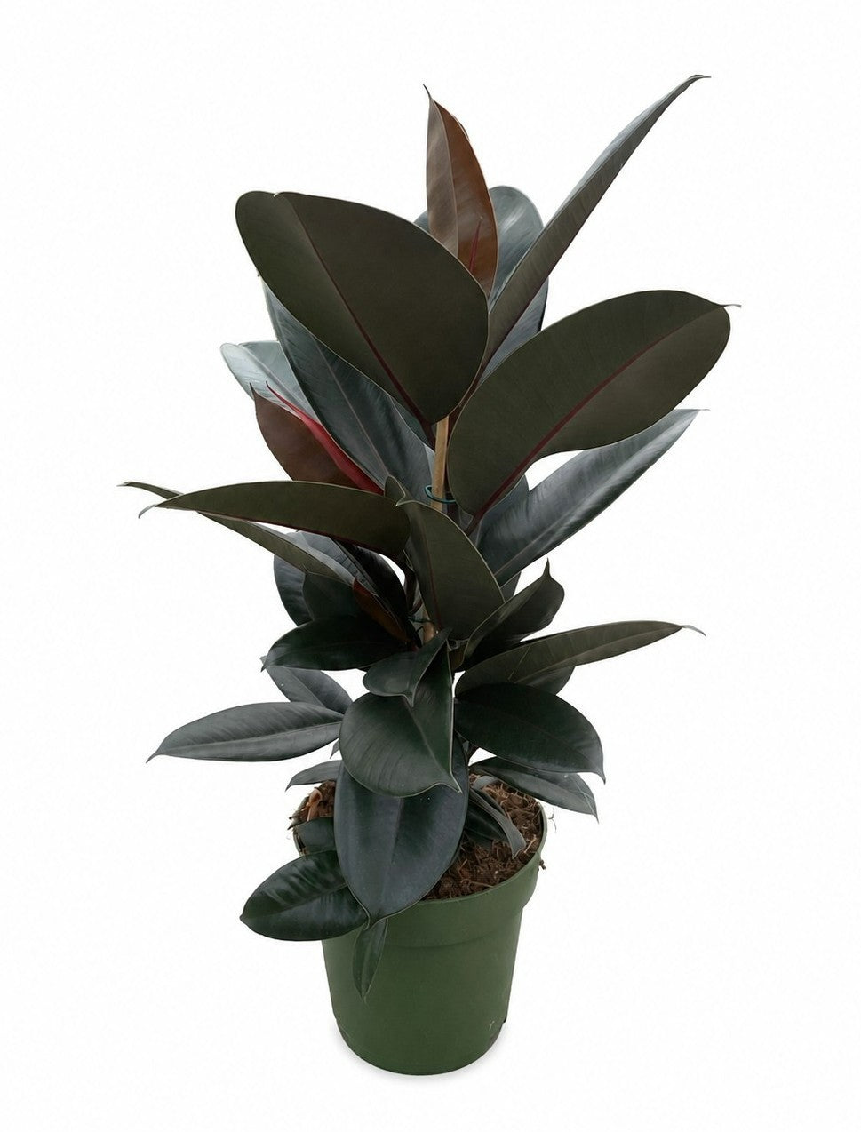 Ficus Abidjan 80cm 21cm Pot