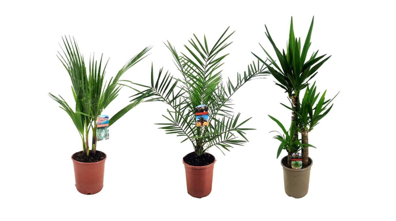 Palms mix 100cm 21cm Pot