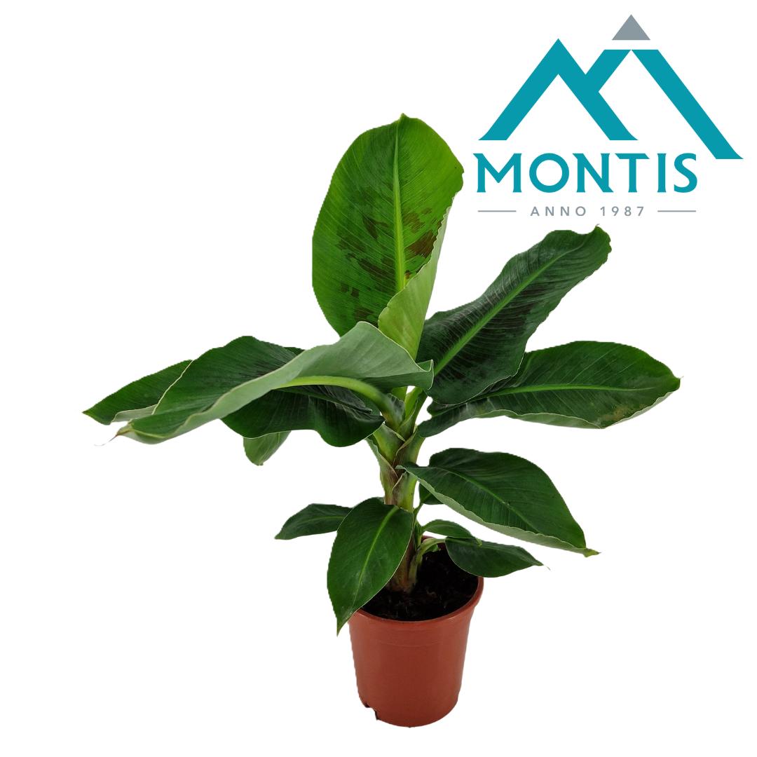 Musa Tropicana 60cm 17cm Pot
