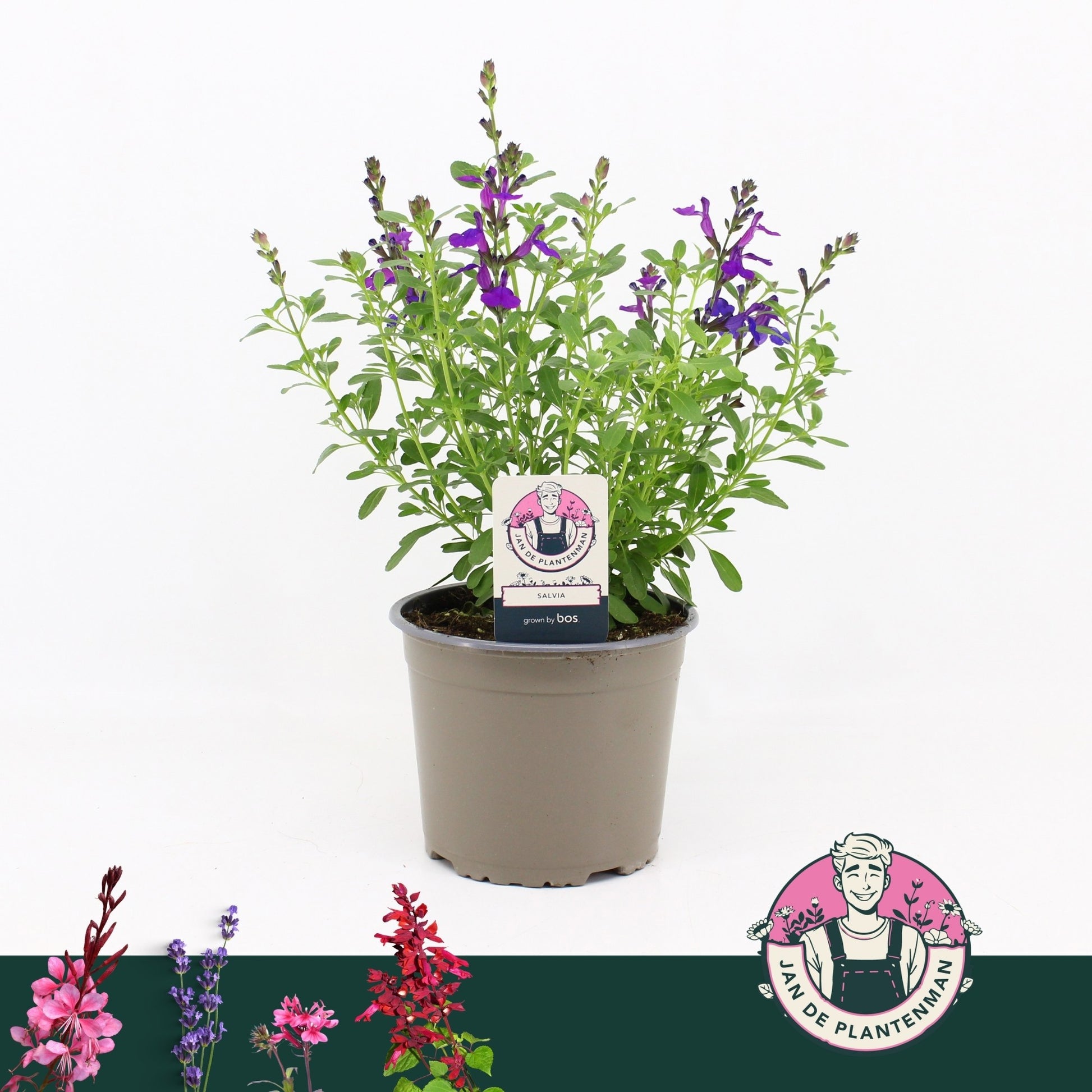 Salvia gre. Mirage Blue 35cm 17cm Pot