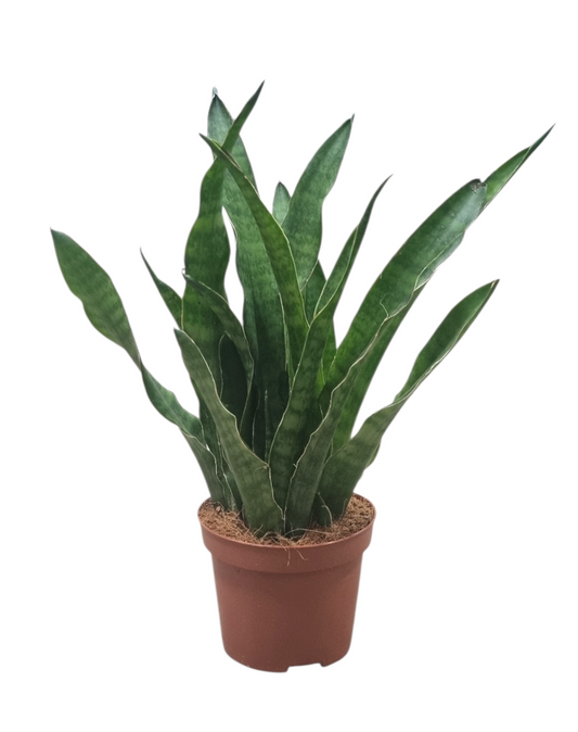 Sansevieria Zeylanica Greenline 25cm 9cm Pot