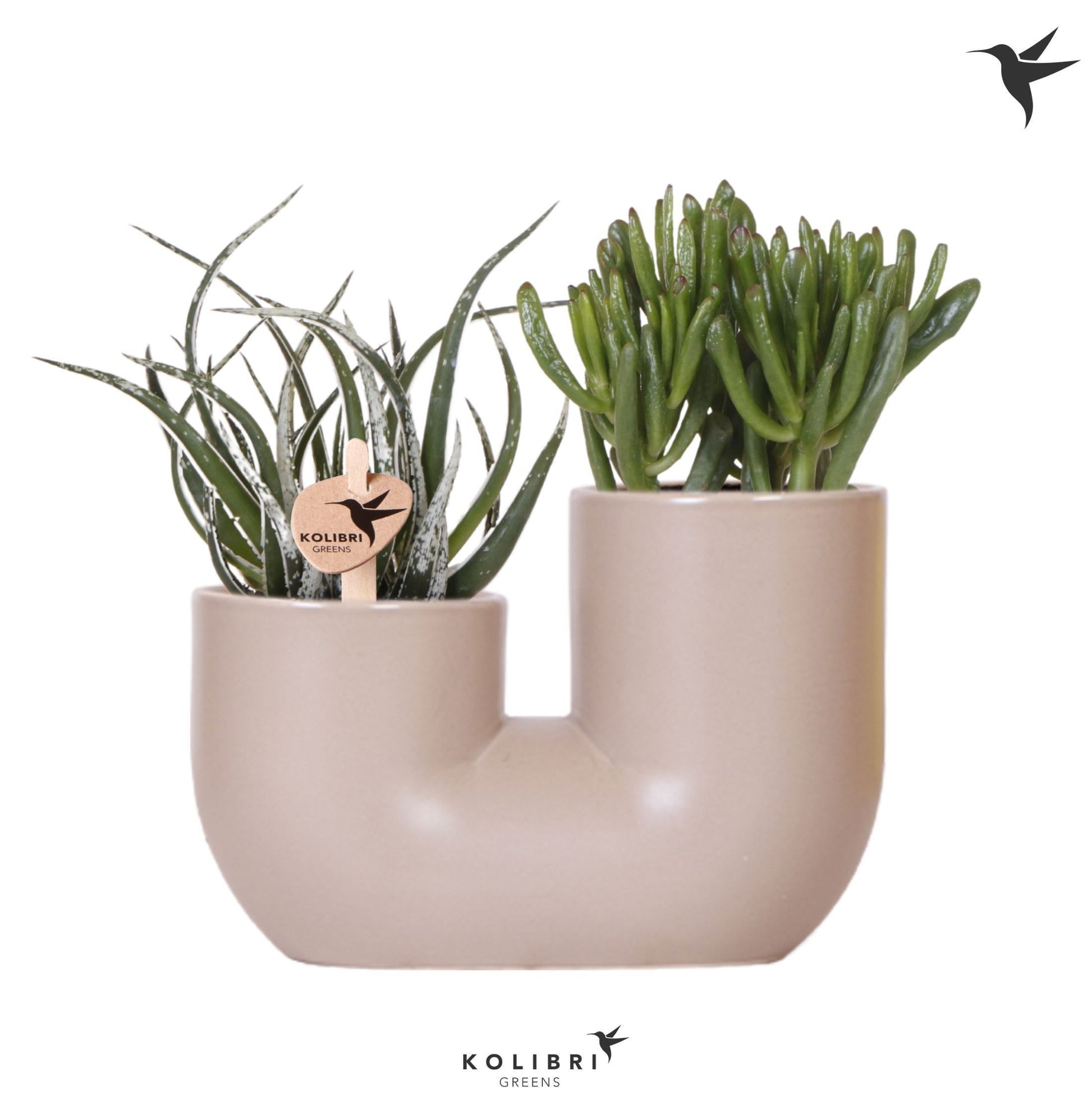 Succulenten mix (+ drp.ceramic) 30cm 18cm Pot