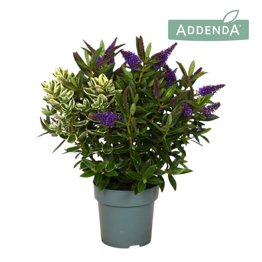 Hebe Celebration 30cm 15cm Pot