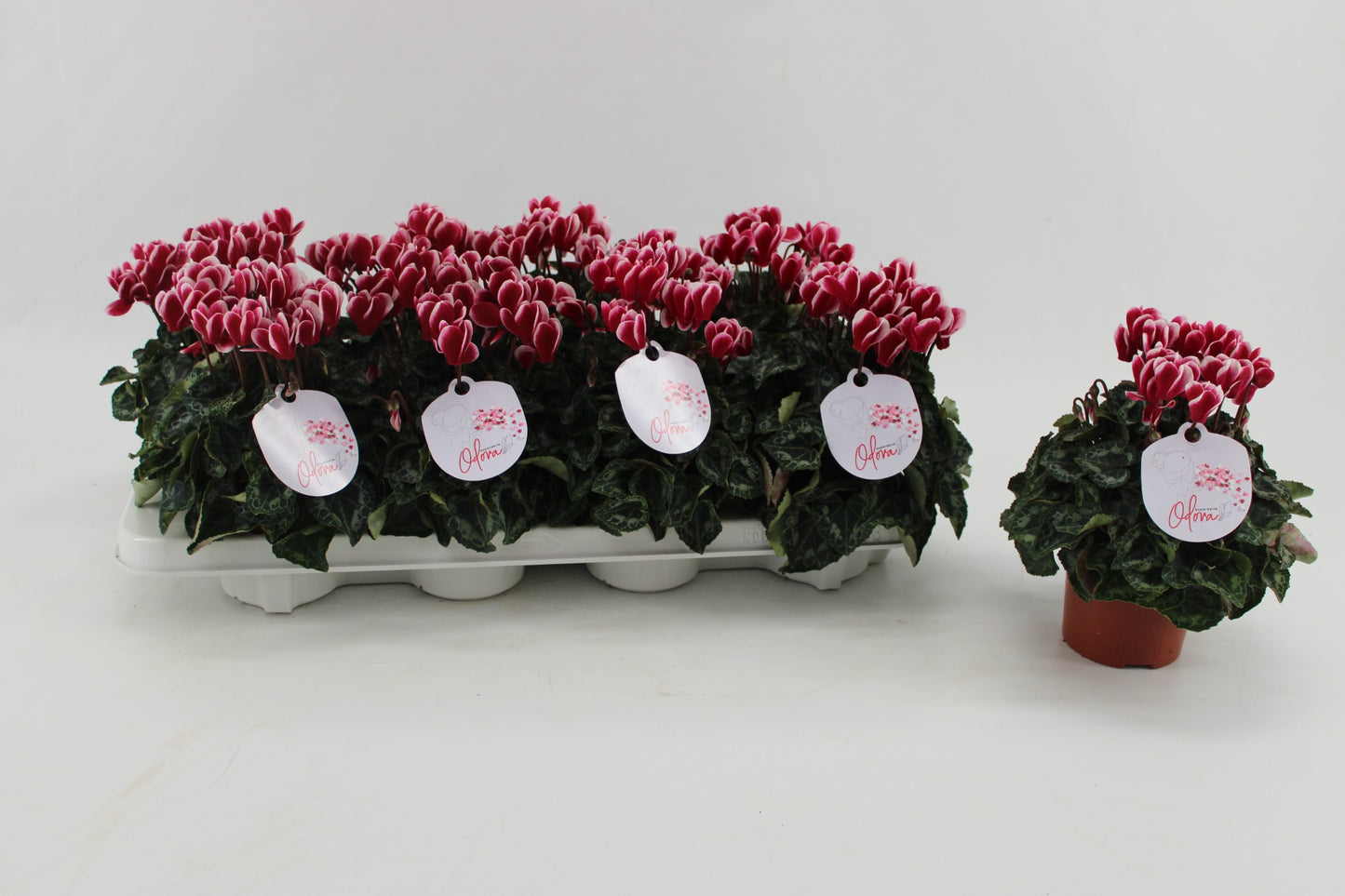 Cyclamen Odora Fuji Wine Red 25cm 10.5cm Pot