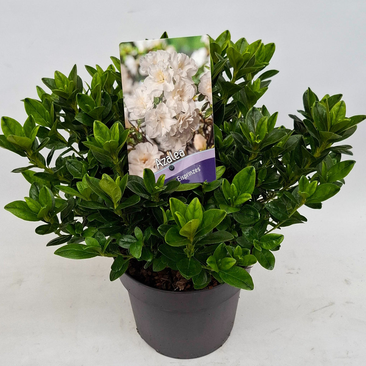 Rhododendron japonicum 30cm 19cm Pot