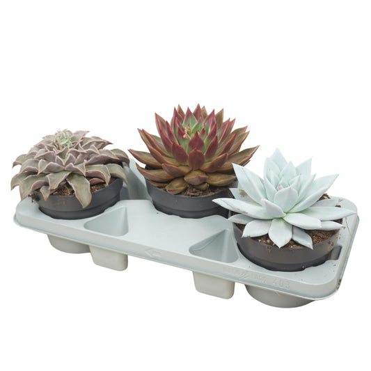 Echeveria mix 20cm 17cm Pot