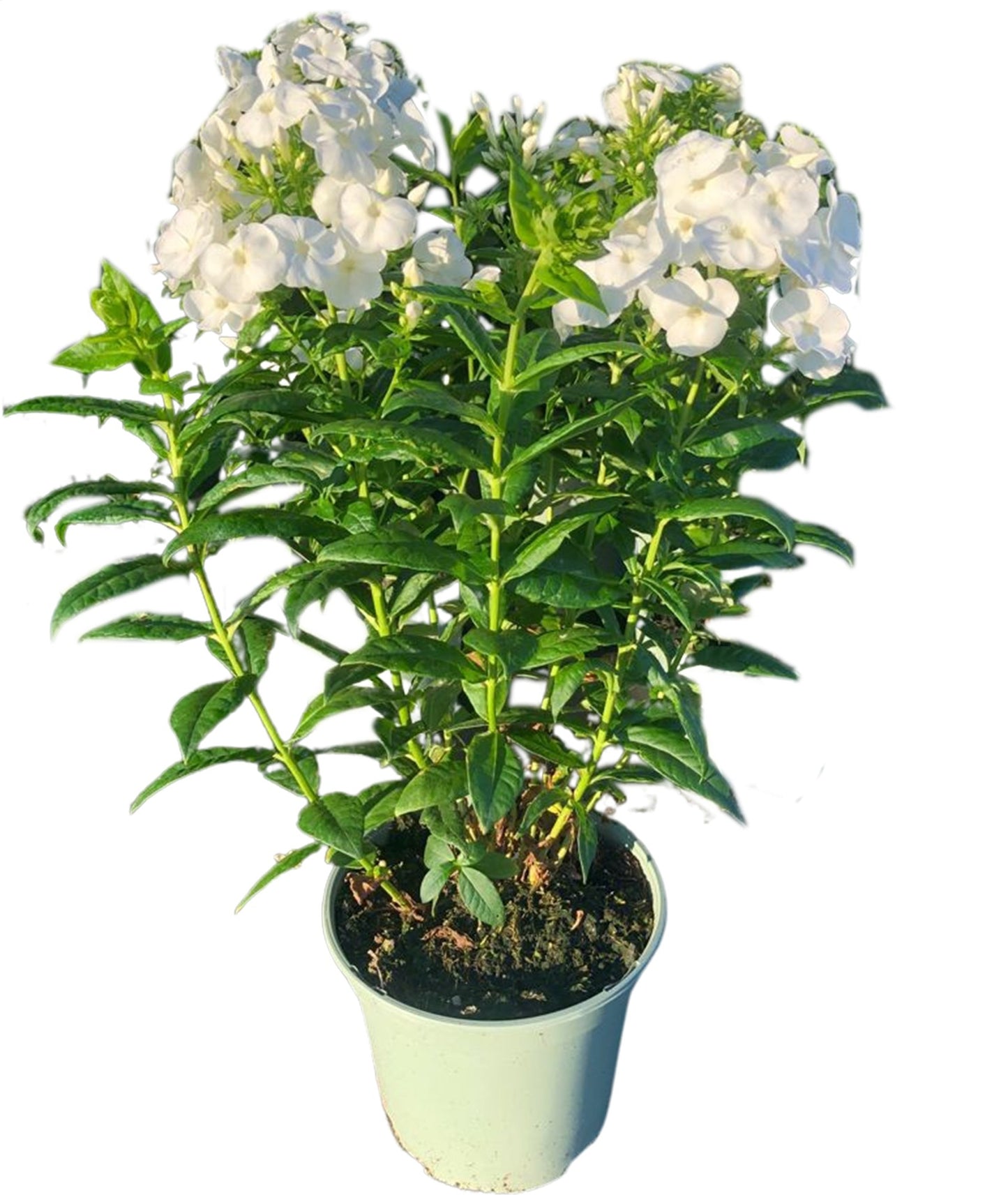 Woudenberg, VOF Gebr. van Phlox pan. Danielle Pack of 1