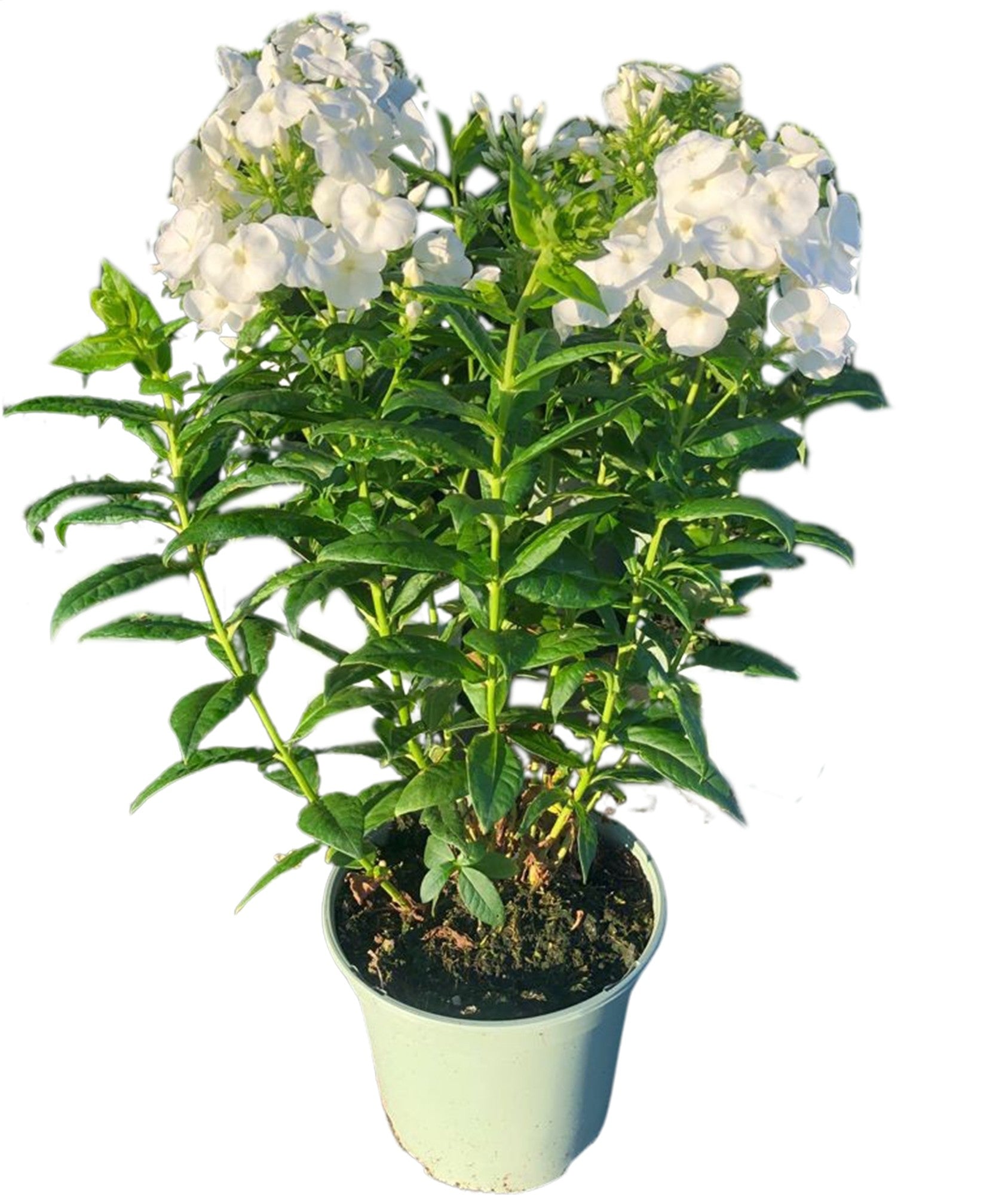 Woudenberg, VOF Gebr. van Phlox pan. Danielle Pack of 1