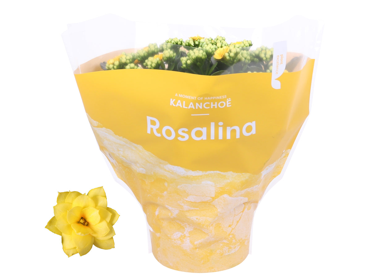 Kalanchoe Rosalina Don Amarillo 27cm 15cm Pot