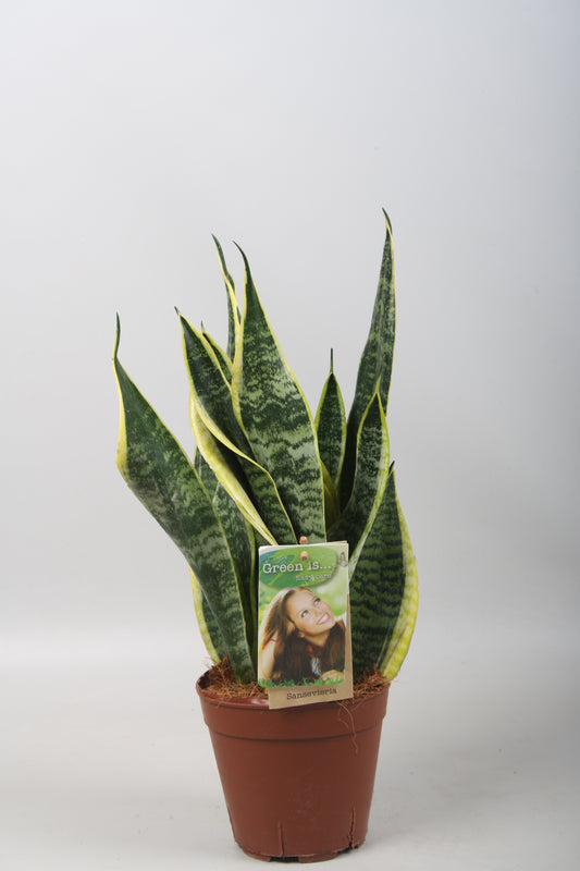 Vireo-Hedera plant BV Sansevieria Futura Superba Pack of 7