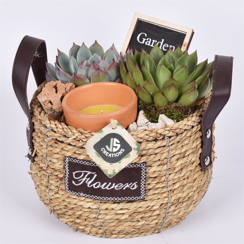 arr.  Plants 20cm Pot