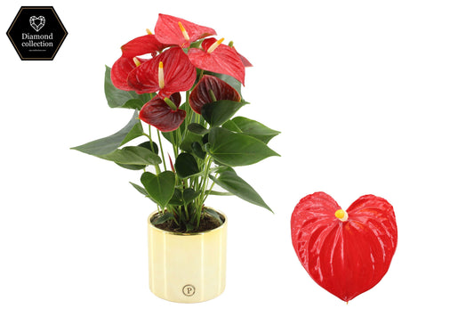 Anthurium Esudo 40cm 12cm Pot