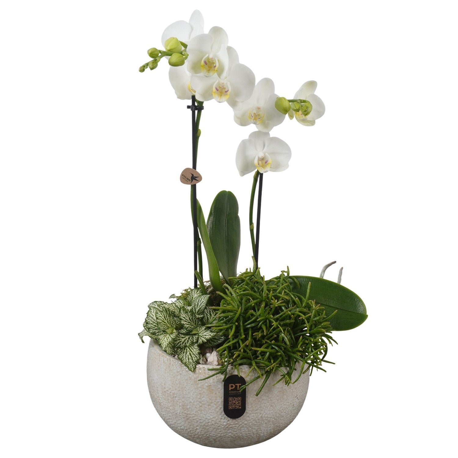 Indoor arrangement 49cm 19cm Pot