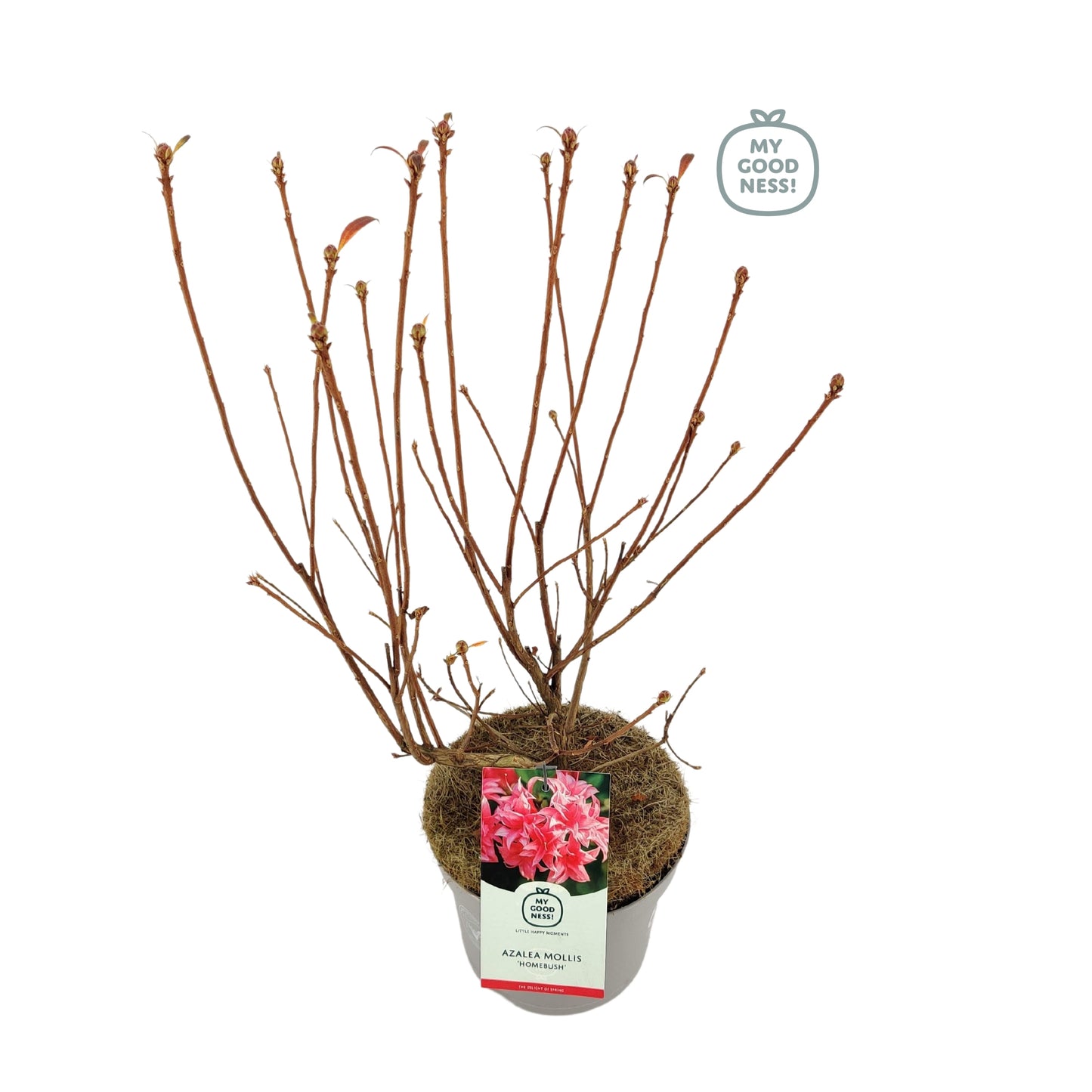 Leybaert BVBA Rhododendron mollis Homebush Pack of 1
