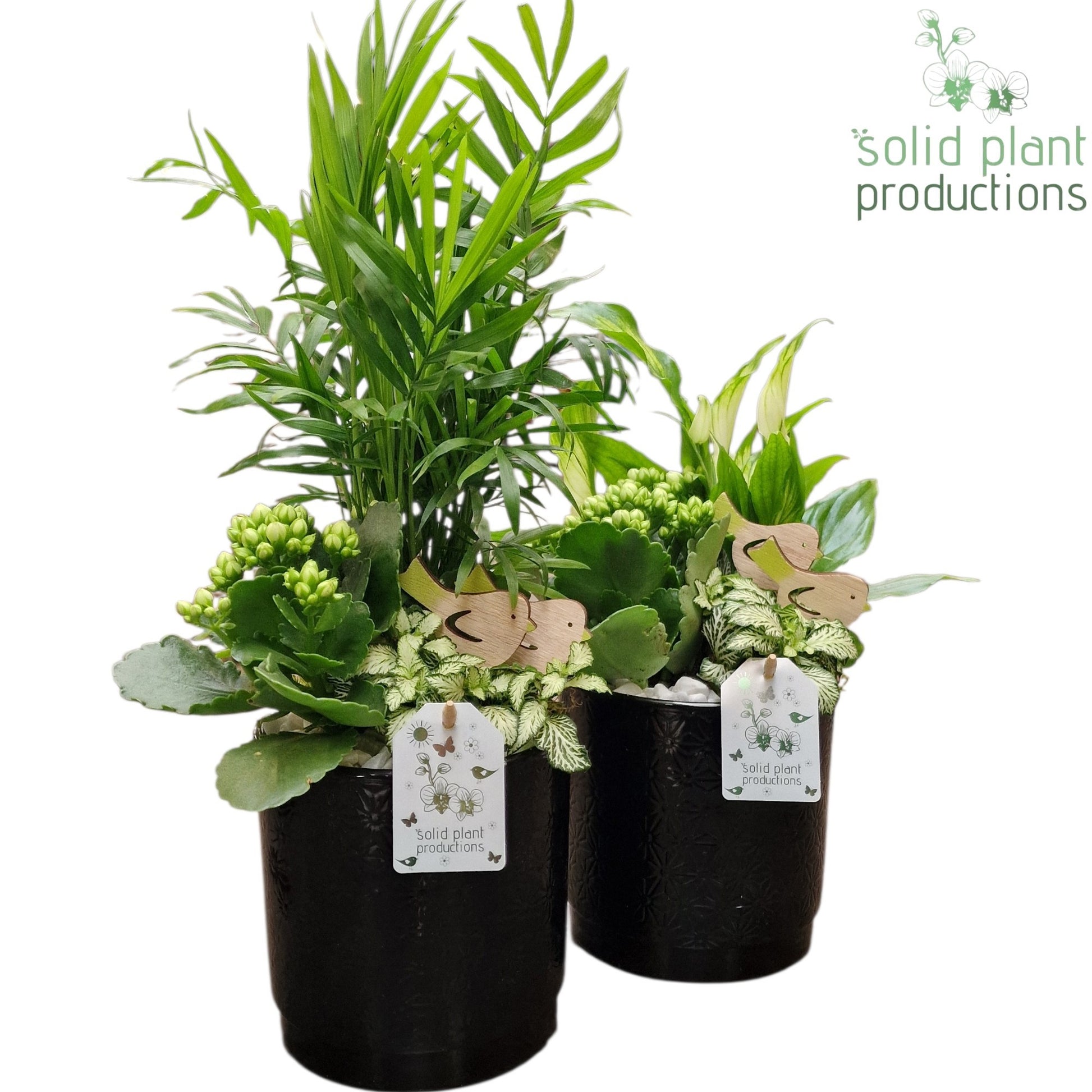 SC001 Amy Black Mix 35cm 13cm Pot