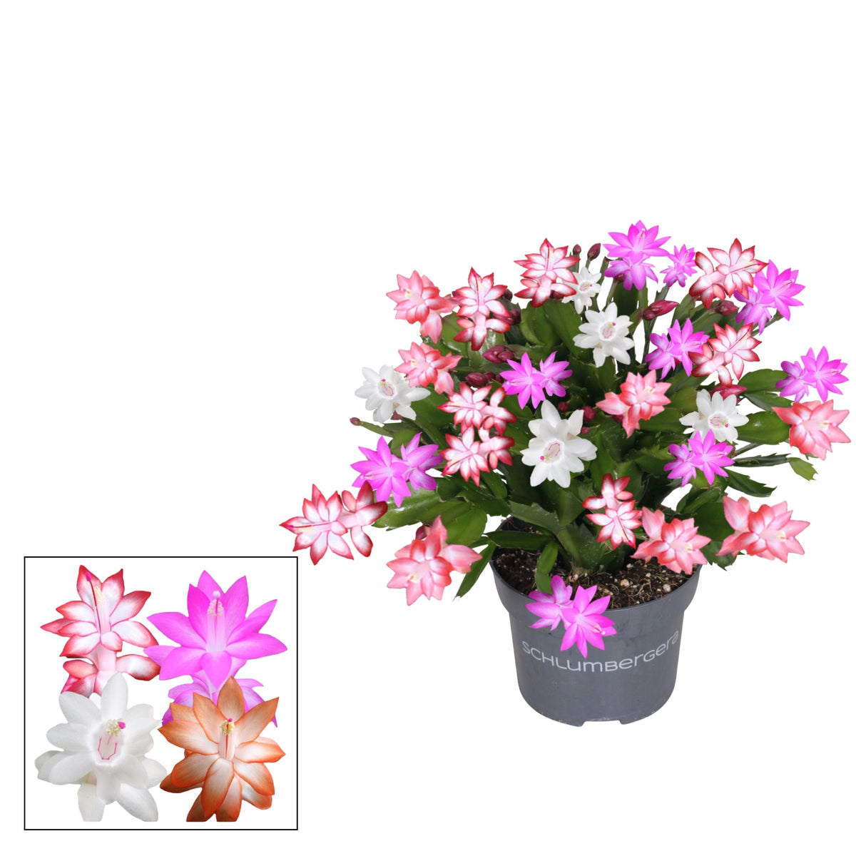 Schlumbergera mix 27cm 13cm Pot