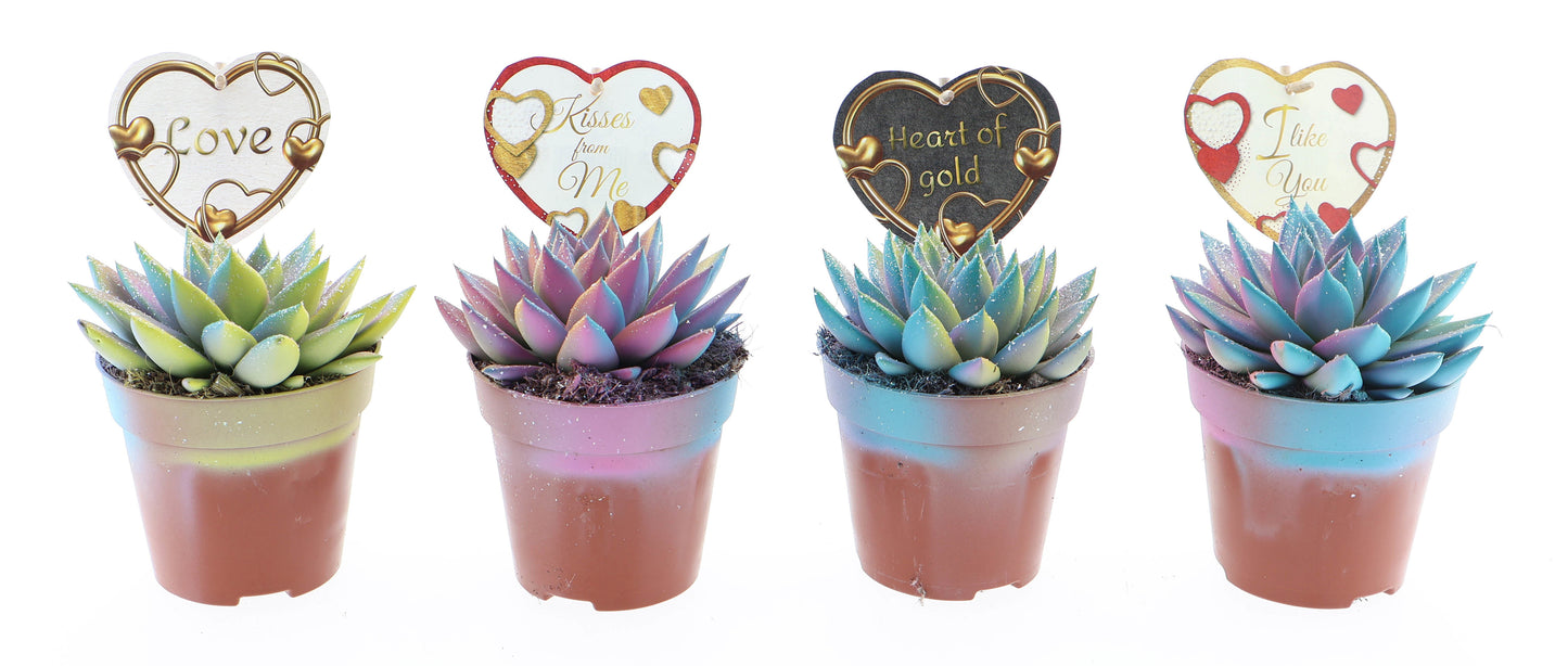 Miranda multi glitter + love etiket 15cm 12cm Pot