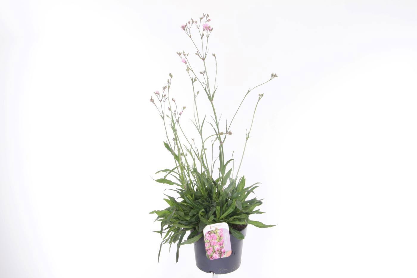 Lychnis 70cm 17cm Pot