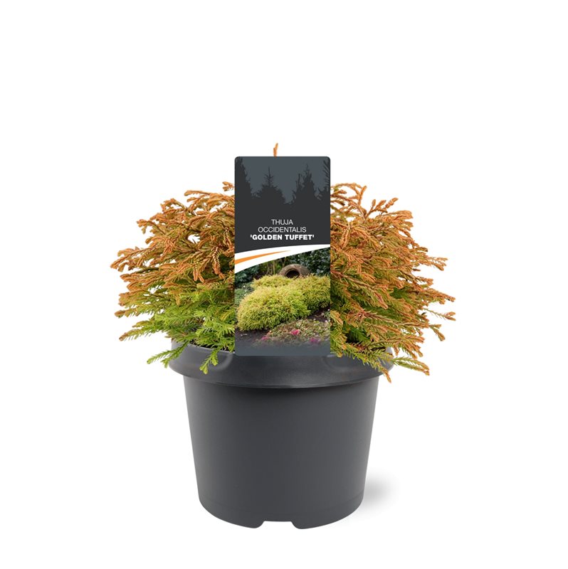 Thuja occidentalis Golden Tuffet 30cm 19cm Pot