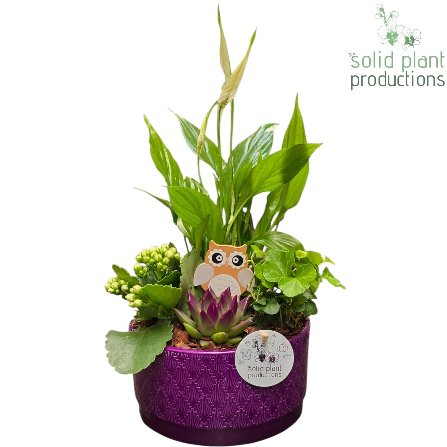 Solid Plant Productions SE003 Loes Purple Echeveria Pack of 3