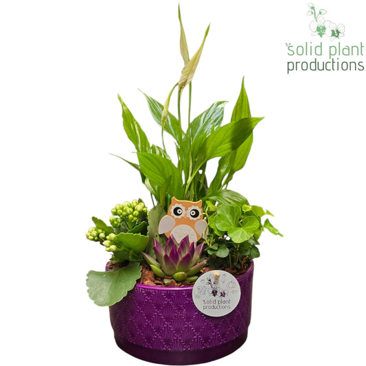 SE003 Loes Purple Echeveria 38cm 18cm Pot