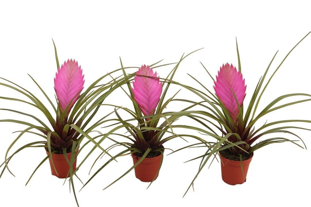 Tillandsia cyanea 15cm 5.5cm Pot