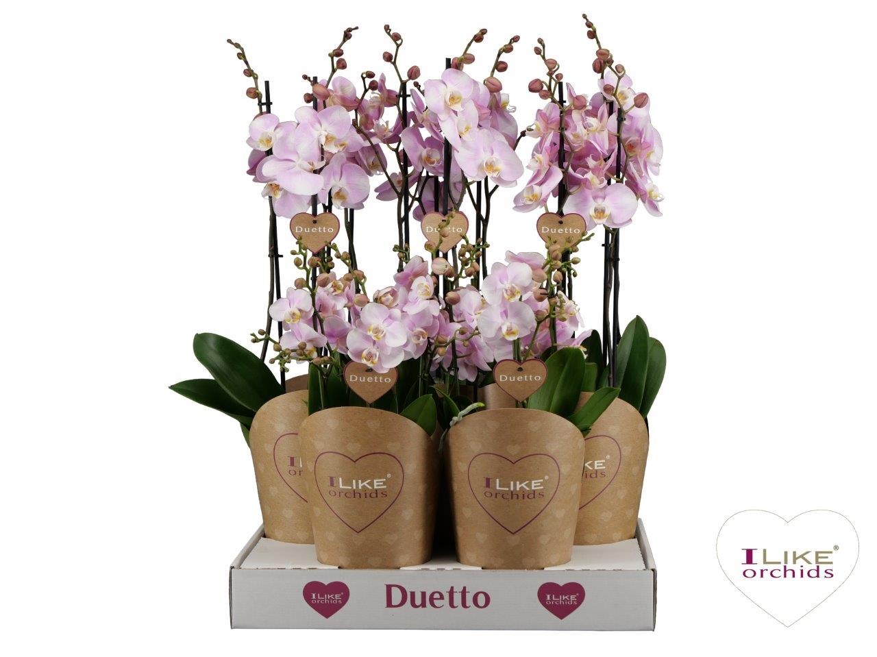 Phalaenopsis pink 70cm 17cm Pot