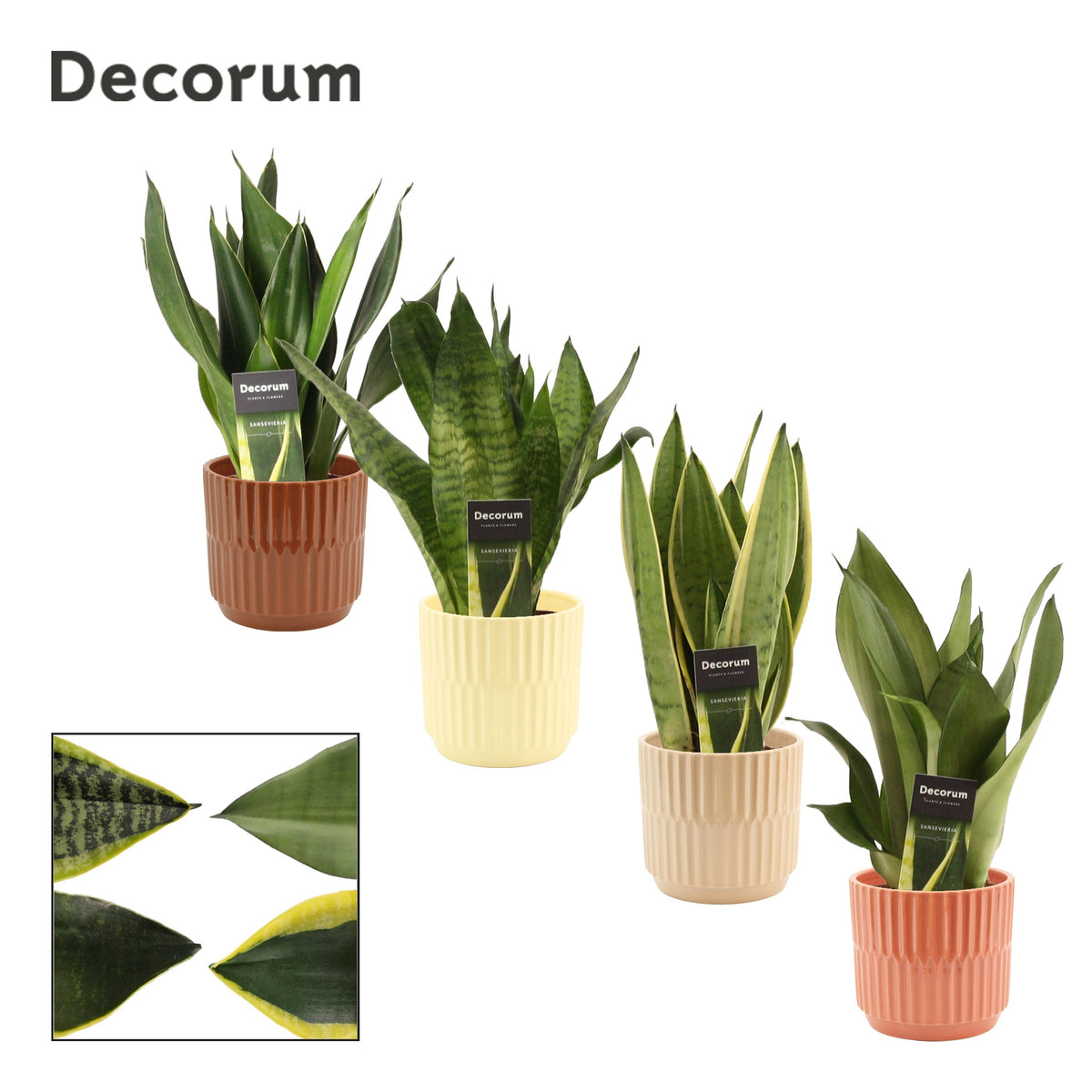Sansevieria trifasciata 30cm 12cm Pot