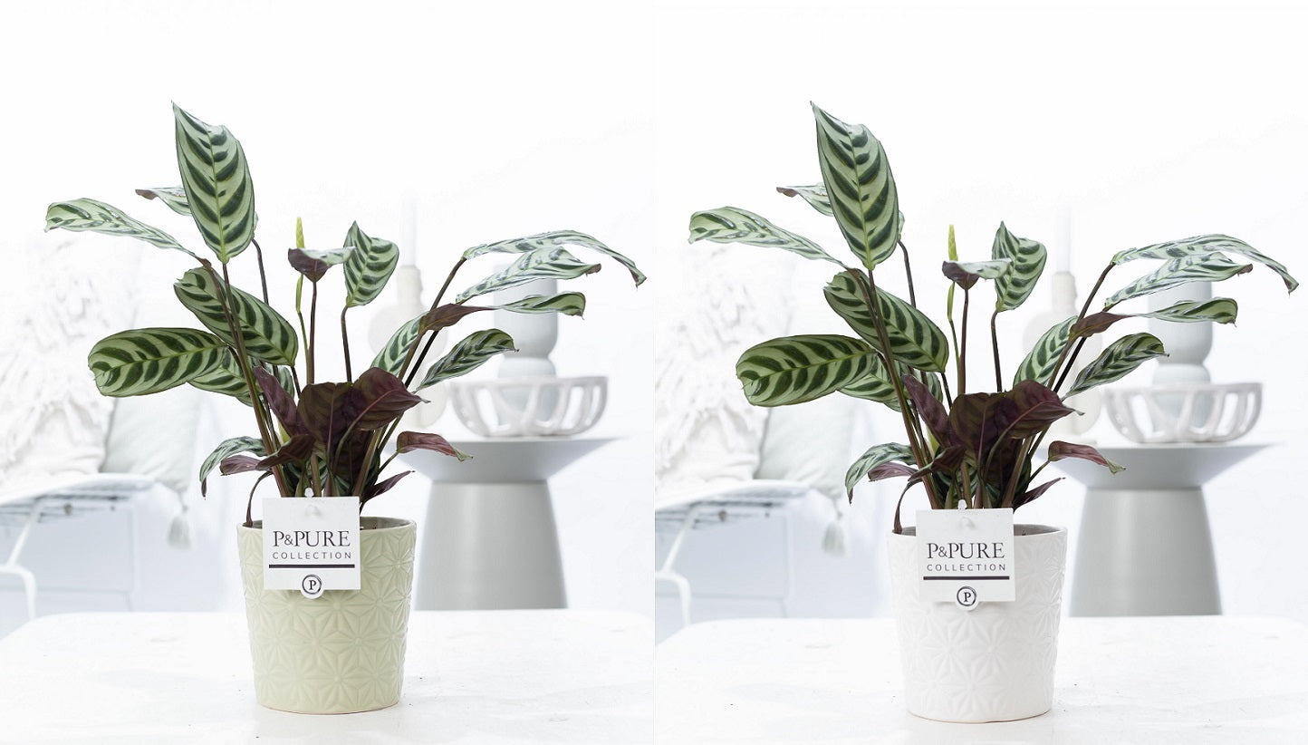 Pure Collection Ctenanthe burle-marxii Pack of 5