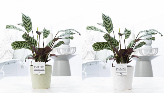 Pure Collection Ctenanthe burle-marxii Pack of 5