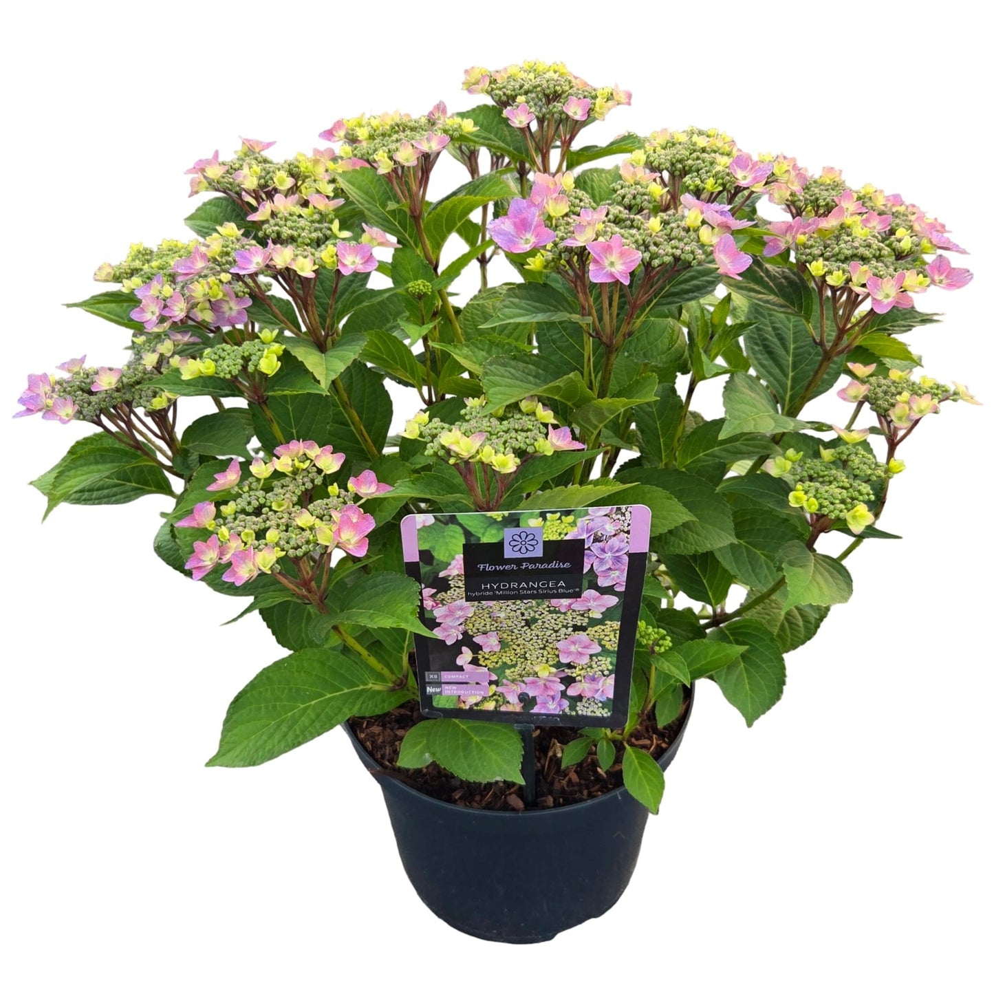 Hydrangea serrata 45cm 23cm Pot