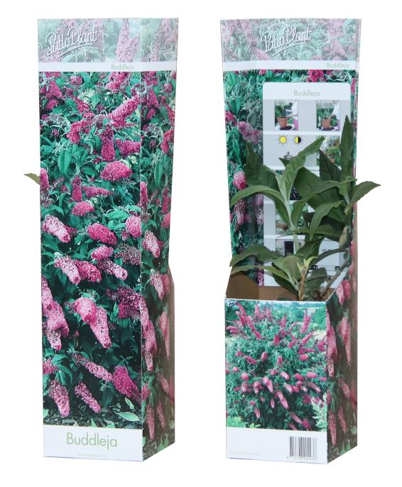Buddleja davidii Pink Delight 25cm 9cm Pot