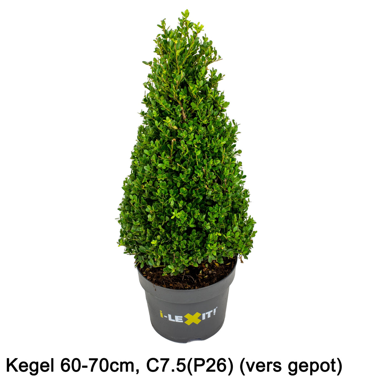 Ilex crenata Dark Green Cone 80cm 26cm Pot