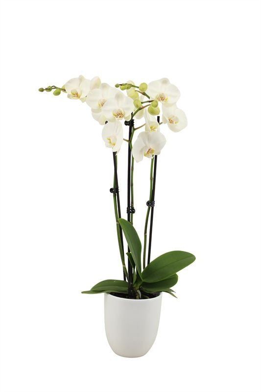 Phalaenopsis white 55cm 12cm Pot